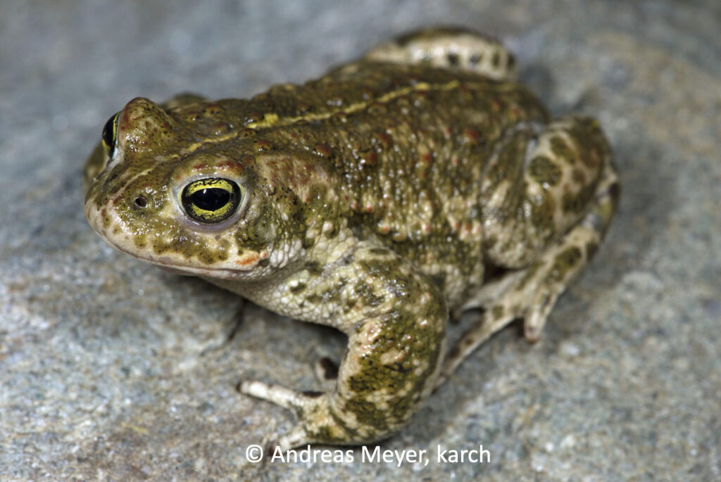 Natterjack toad, © Andreas Meyer
