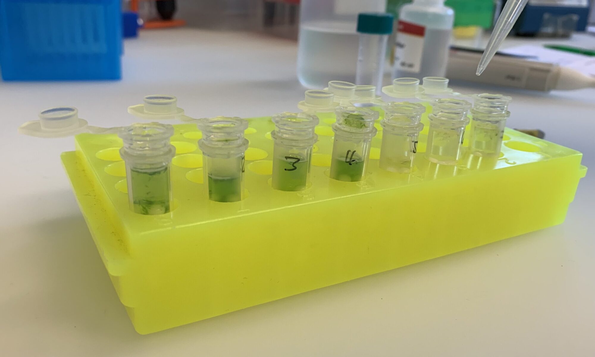 Testen der DNA Extraktion aus Geweben der Studienarten
